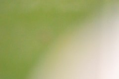 IMG_2055